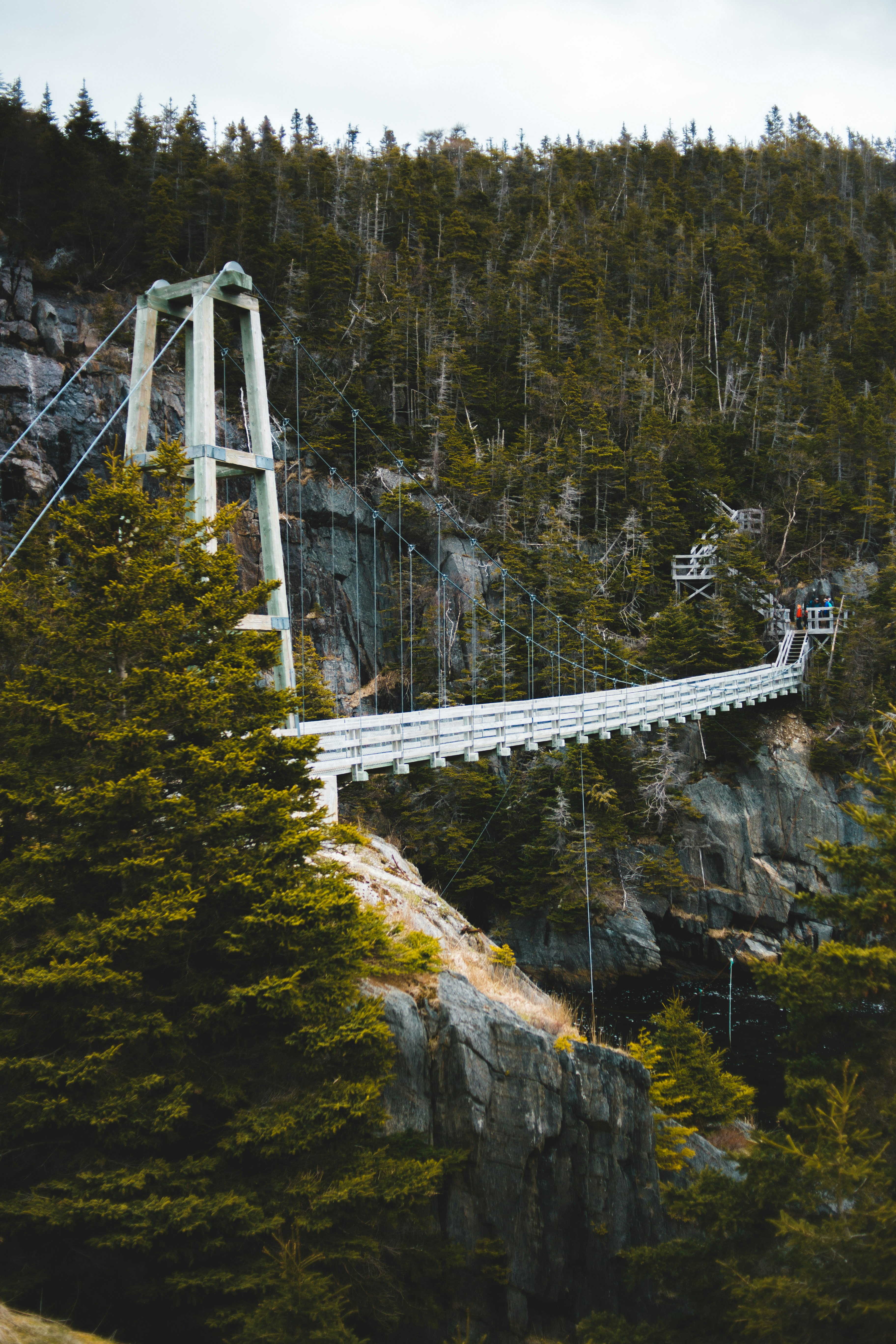 white bridge over river between trees during daytime